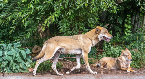 Gray Wolf - dangerous forest predator