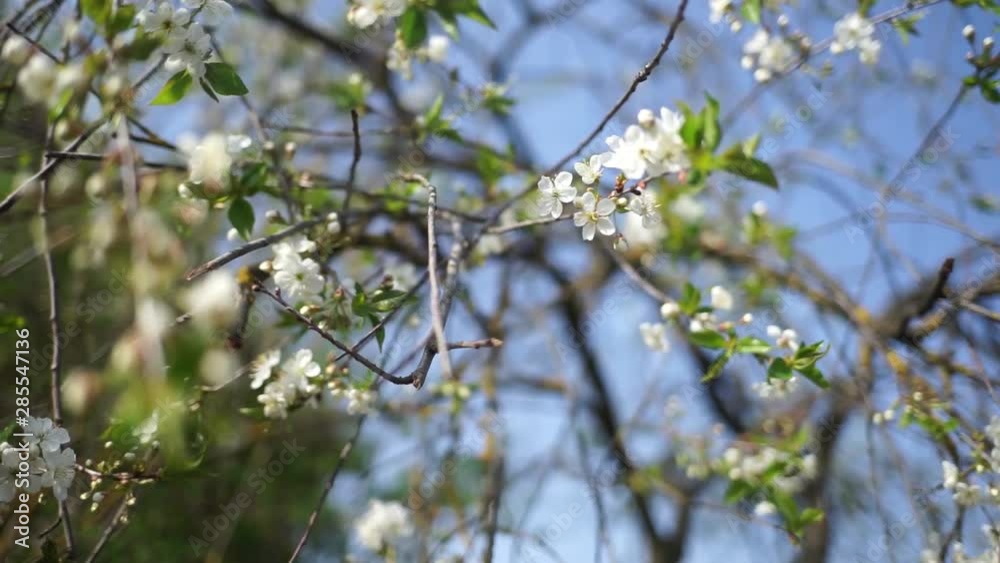 Sakura blossoms in the spring. Cherry blossoms in spring. Sakura flowers against the blue sky.