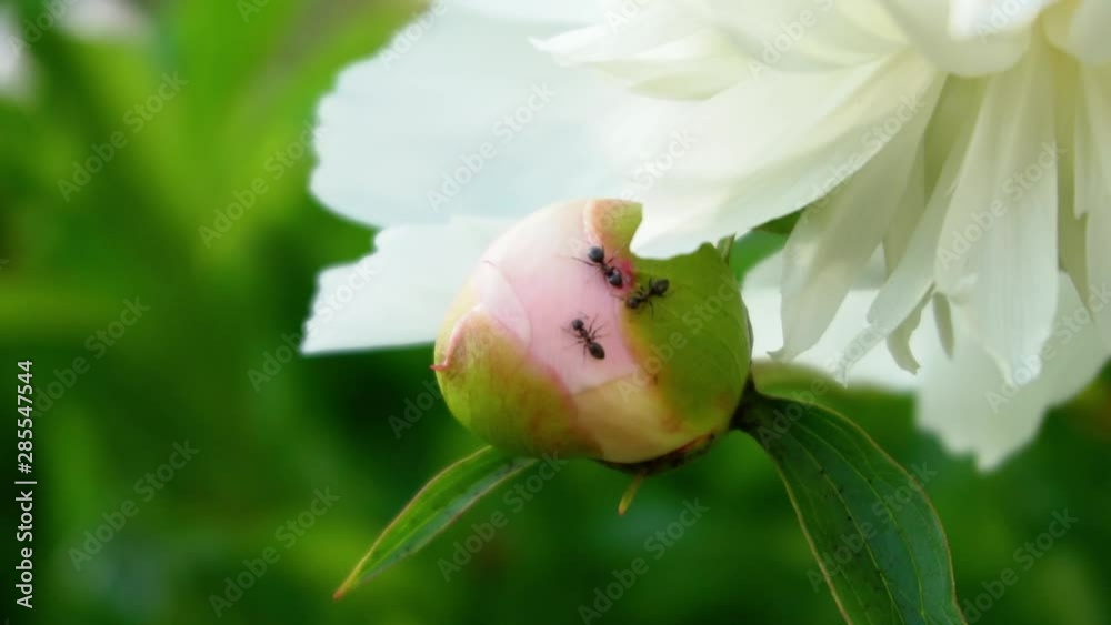 Ants Fighting On White Flower Bud, Slow Motion Ants Fighting On White Flower Bud, Slow Motion