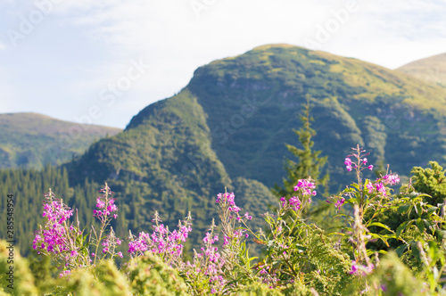 purple flowers on a background of mountains