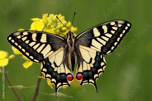 Swallowtail butterfly ; Papilio machaon photo