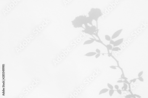 Gray shadow of the wild roses leaves and flowers on a white wall. Abstract neutral nature concept blurred background. Space for text. Overlay effect for photos and mockups. 