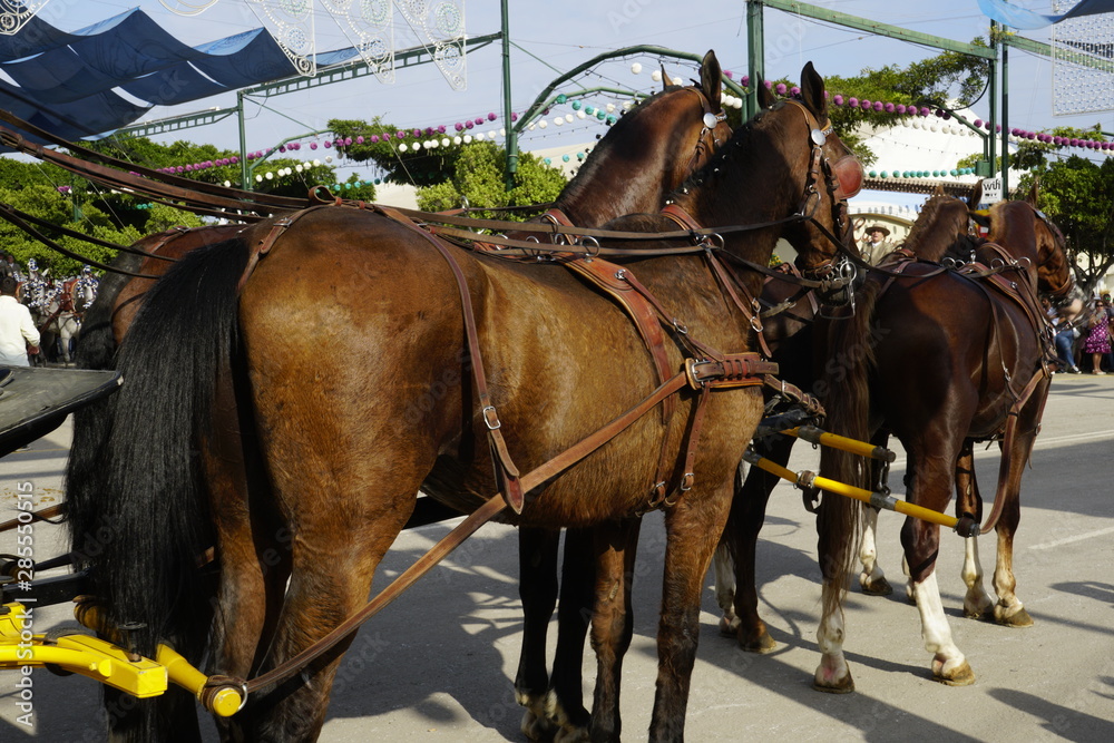 horse carriage concurso de enganches de carruajes de coches de caballos feria de malaga 2019