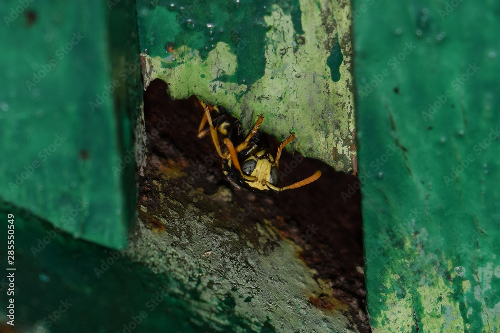 Wasp male peeking out of hiding. The marriage between wasps Polistes. Wasp male peeking out of hiding. The marriage between wasps Polistes.