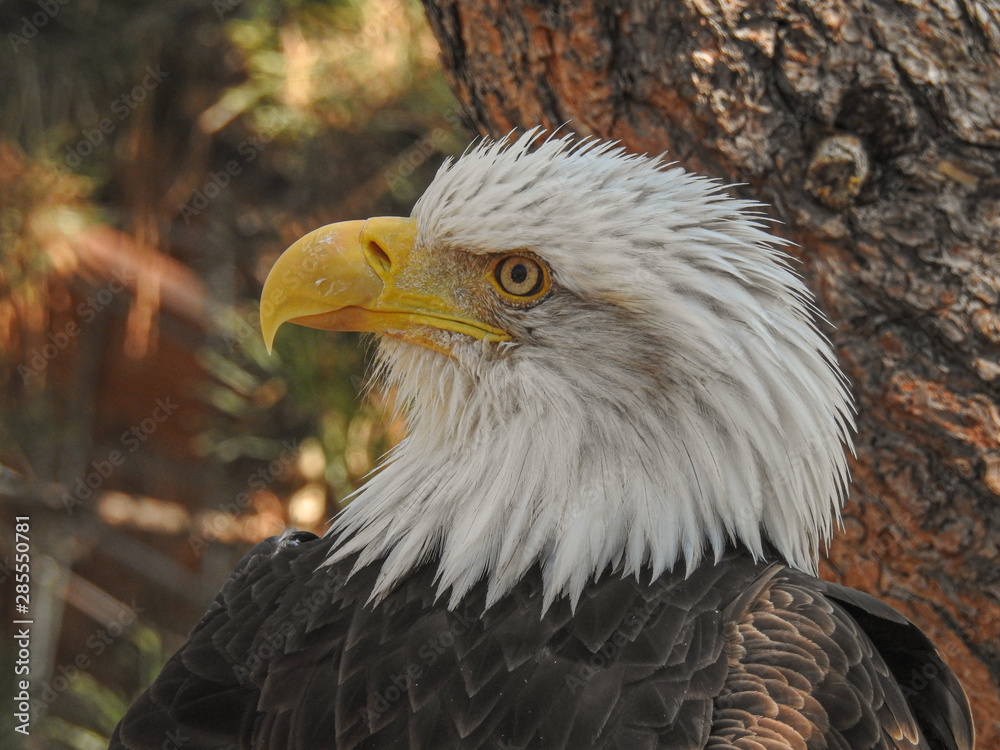 Obraz premium orzeł bielik