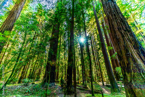 Light through Redwood Trees  Sunburst