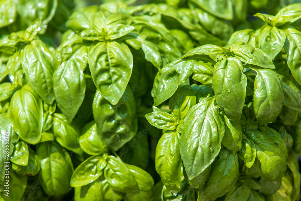 Bunch of the fresh green basil leaves Bunch of the fresh green basil leaves