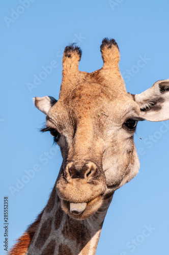 Closeup of a Giraffe head sticking out its tongue. Etosha National Park, Namibia.