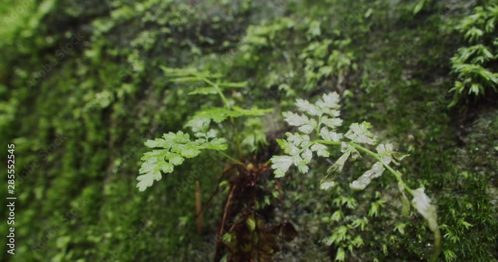 Beautiful bushy moss wall with small green growing plants after rain. Wood greenery nature macro close-up. Beautiful bushy moss wall with small green growing plants after rain. Wood greenery nature macro close-up.