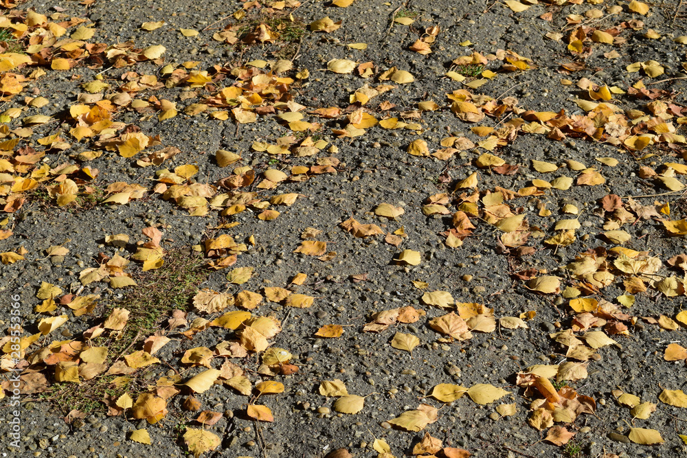 Collection of Beautiful Colorful Autumn Leaves Collection of Beautiful Colorful Autumn Leaves