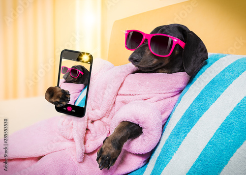 dog spa wellness salon