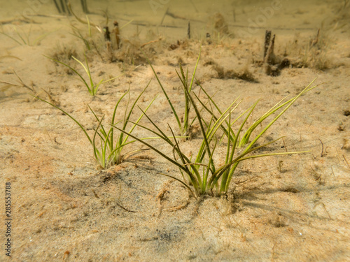 Spiny-spored quillwort aquatic plant