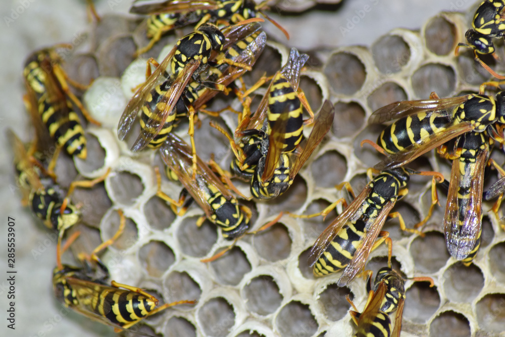 Wasp nest with wasps sitting on it. Wasps polist. The nest of a Wasp nest with wasps sitting on it. Wasps polist. The nest of a