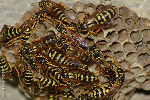 Wasp nest with wasps sitting on it. Wasps polist. The nest of a