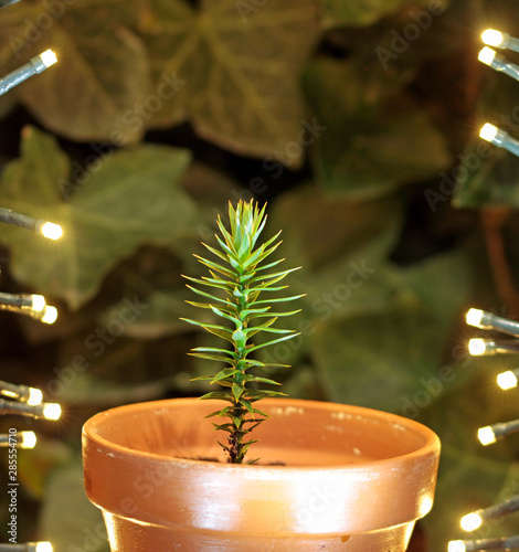 Araucaria araucana Sämling photo