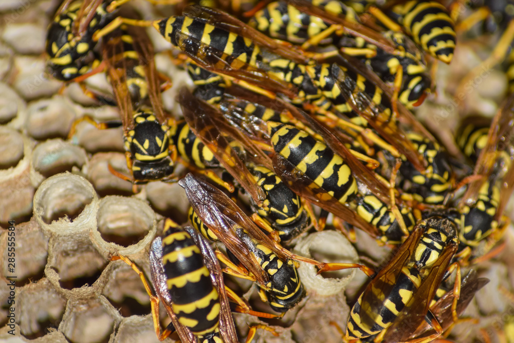 Wasp nest with wasps sitting on it. Wasps polist. The nest of a Wasp nest with wasps sitting on it. Wasps polist. The nest of a