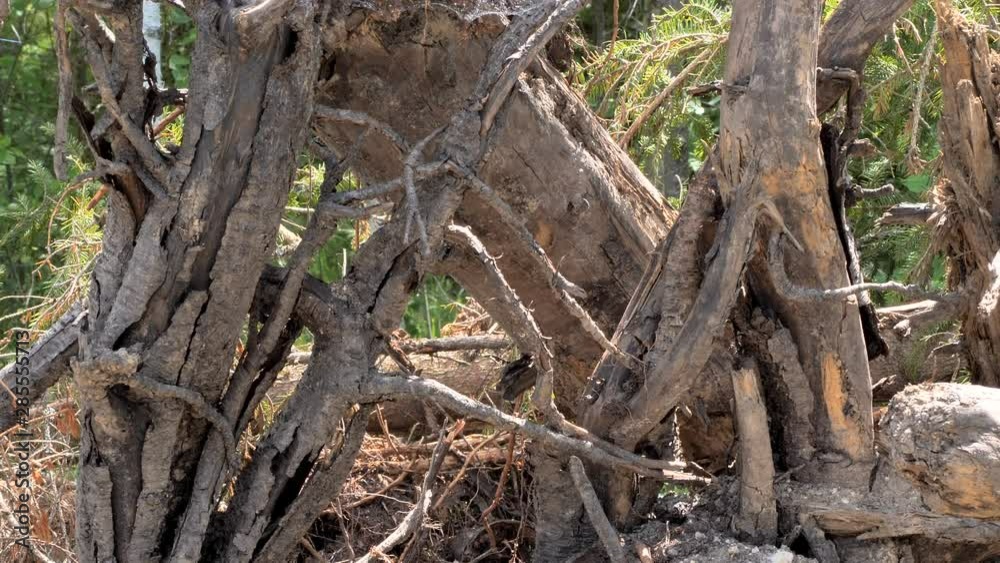 23986_The_big_roots_of_the_tree_outside_the_lawn.mov