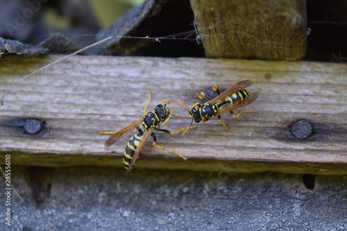 Two wasps polists sit opposite each other in a shed.