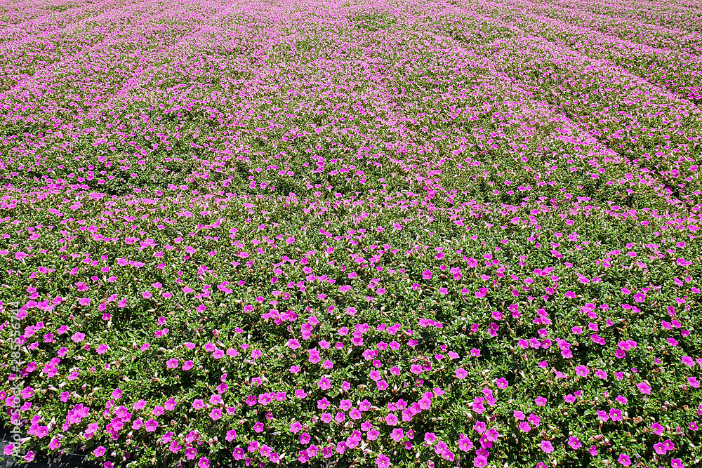 ペチュニアの花畑 ペチュニアの花畑