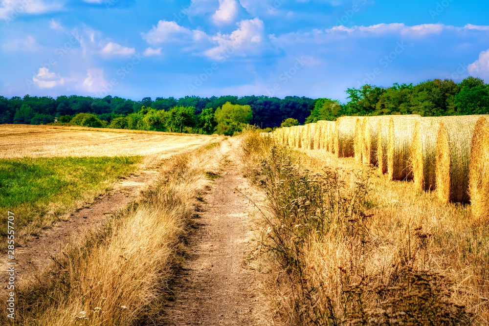 Beautful landscape with footpath, trees and wheat field in summer