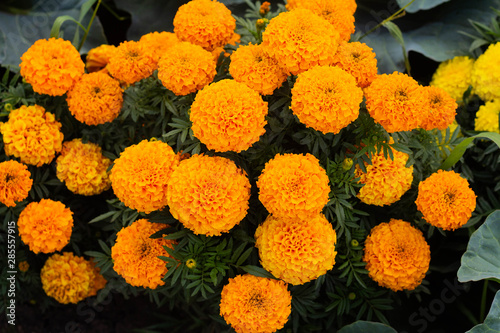 Close-up of beautiful marigold blossom © PAVEL GERASIMENKO