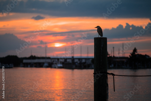 The silhouette of a great blue heron in Kent Island, Maryland photo