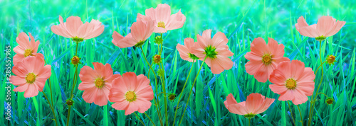 Wallpaper Mural border scarlet red flowers cosmos flowers in the garden. beautiful floral background Torontodigital.ca