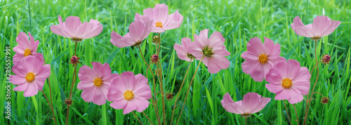 border pink flowers cosmos flowers in the garden. beautiful floral background