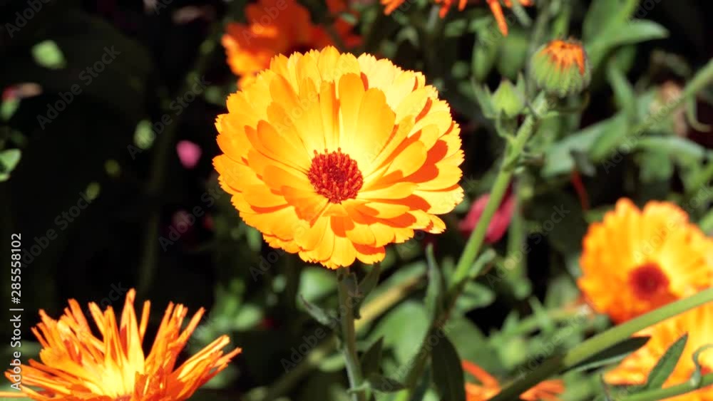 Honey bees fly and collect pollen from orange calendula flowers Honey bees fly and collect pollen from orange calendula flowers