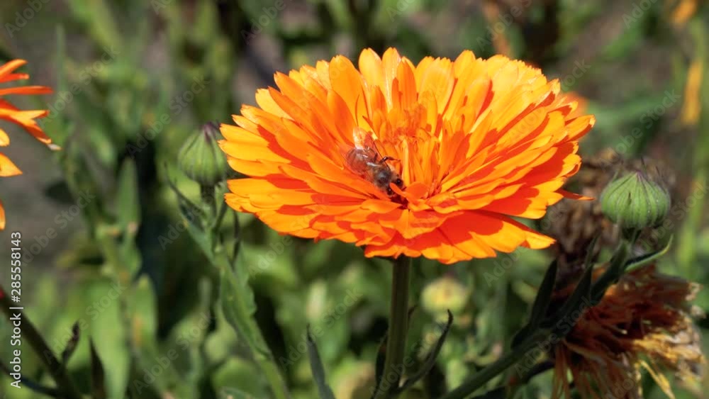 Honey bees fly and collect pollen from orange calendula flowers Honey bees fly and collect pollen from orange calendula flowers