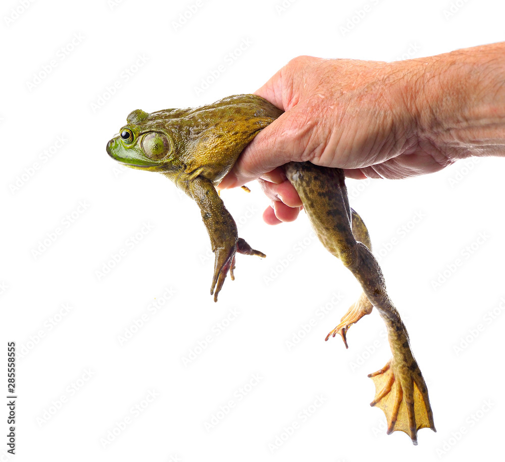 Ταπετσαρία Focus Stacked Image of a Male Hand Holding a Large American Bullfrog Isolated on