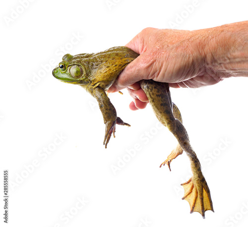 Fotografija Focus Stacked Image of a Male Hand Holding a Large American Bullfrog Isolated on