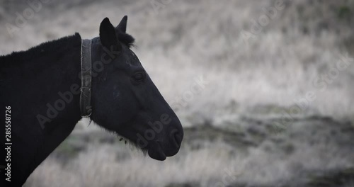 SLOW MOTION: Close up of a black horse