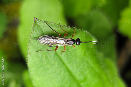 Ichneumonidae. a real rider. Hymenoptera insect. photo