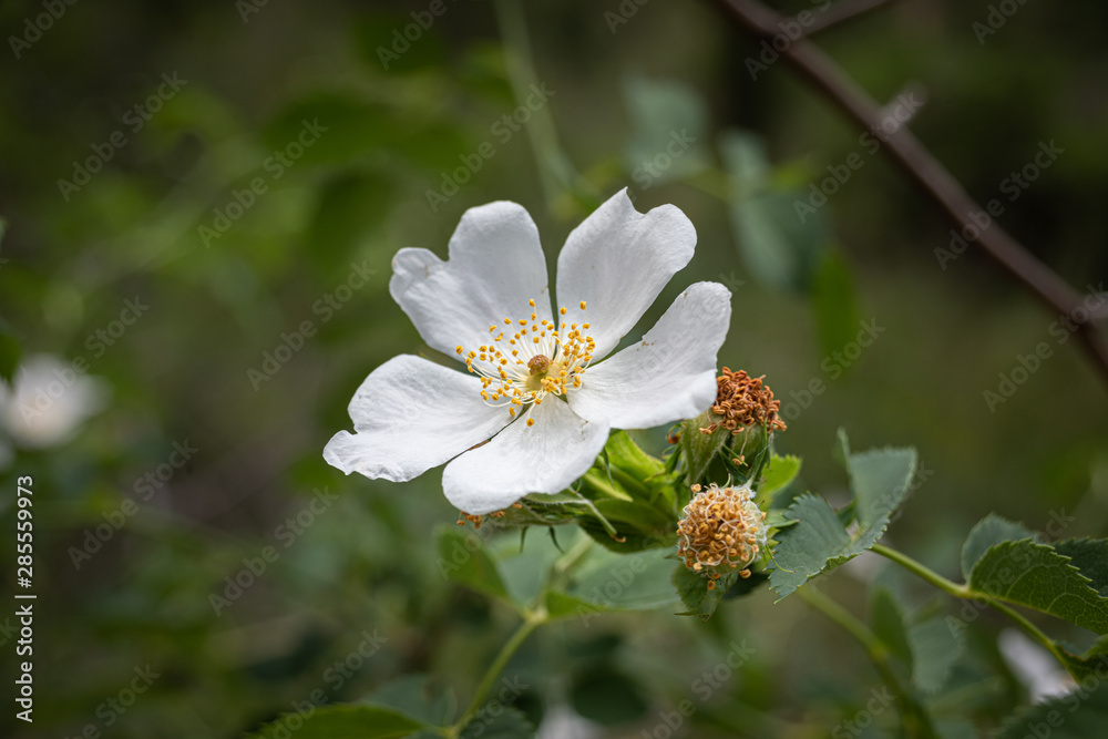 Wild white flower isolated Wild white flower isolated