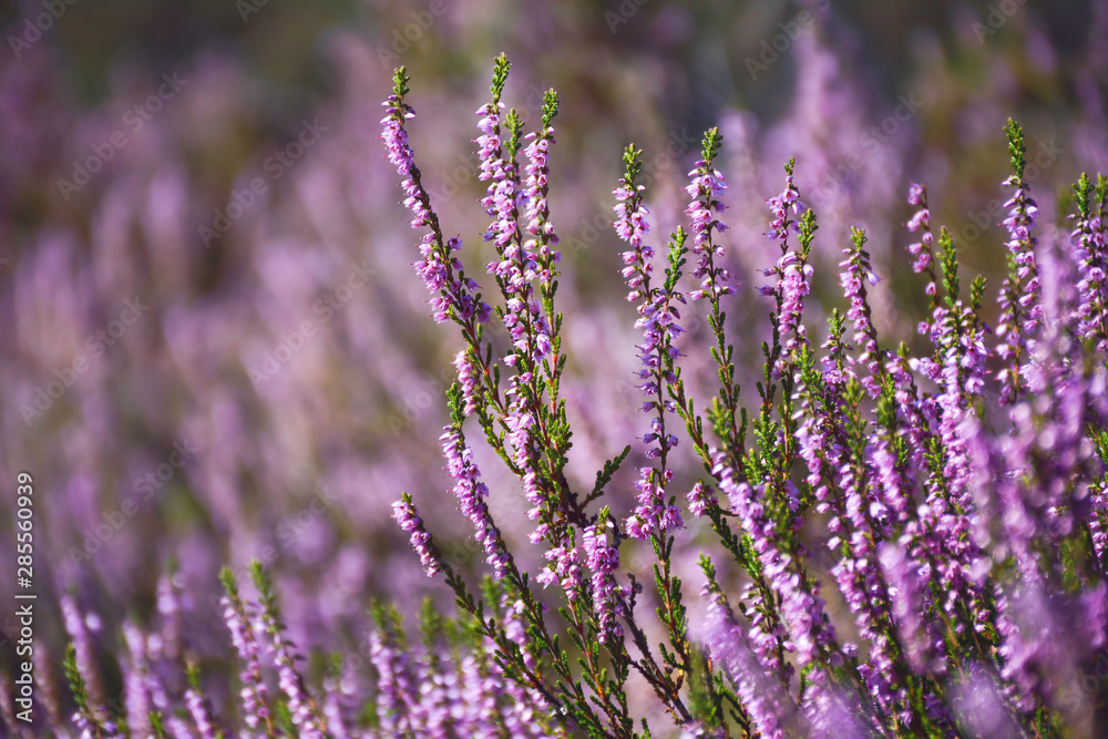 Fototapeta premium Blooming wild purple common heather (Calluna vulgaris). Nature, floral, flowers background.