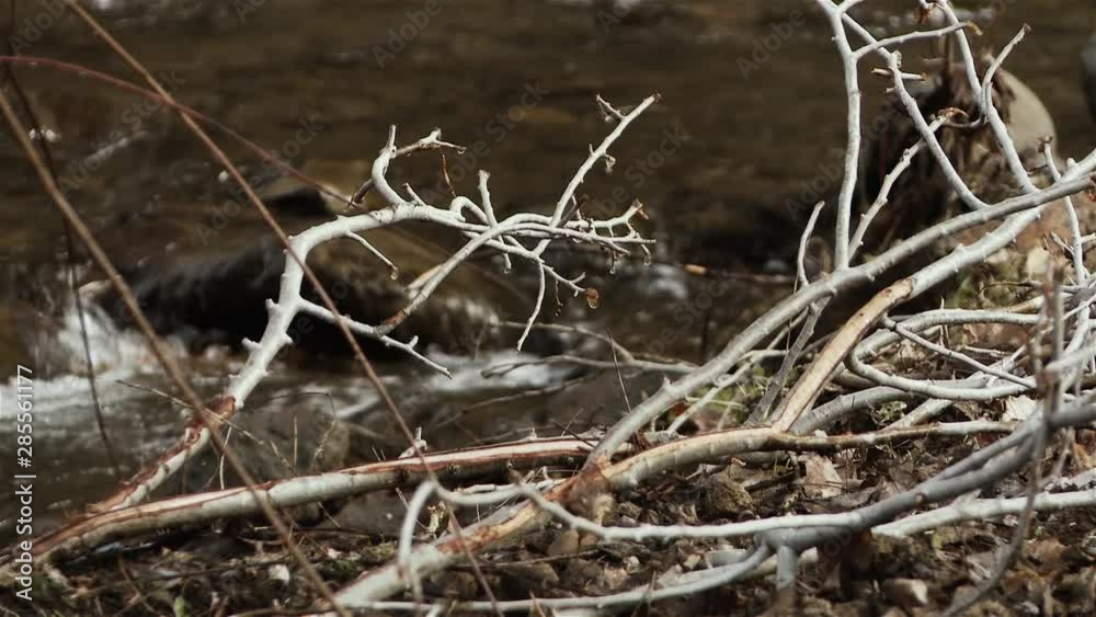 Dry Branches Near A Forest Creek In The Mountain. Dry Branches Near A Forest Creek In The Mountain.