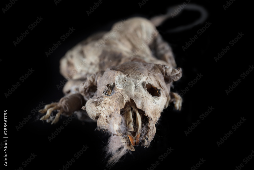 Fototapeta premium Mouse corpse specimen