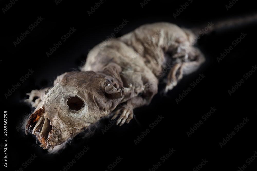 Mouse corpse specimen