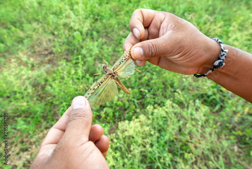 Person Grabbing a Grasshopper by the Wings