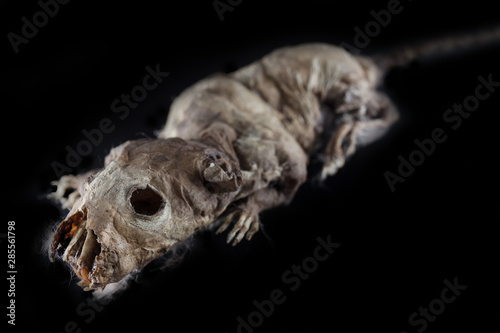Mouse corpse specimen