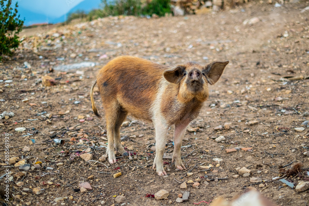 Riberalta - Bolivia. Small Pig in the Field
