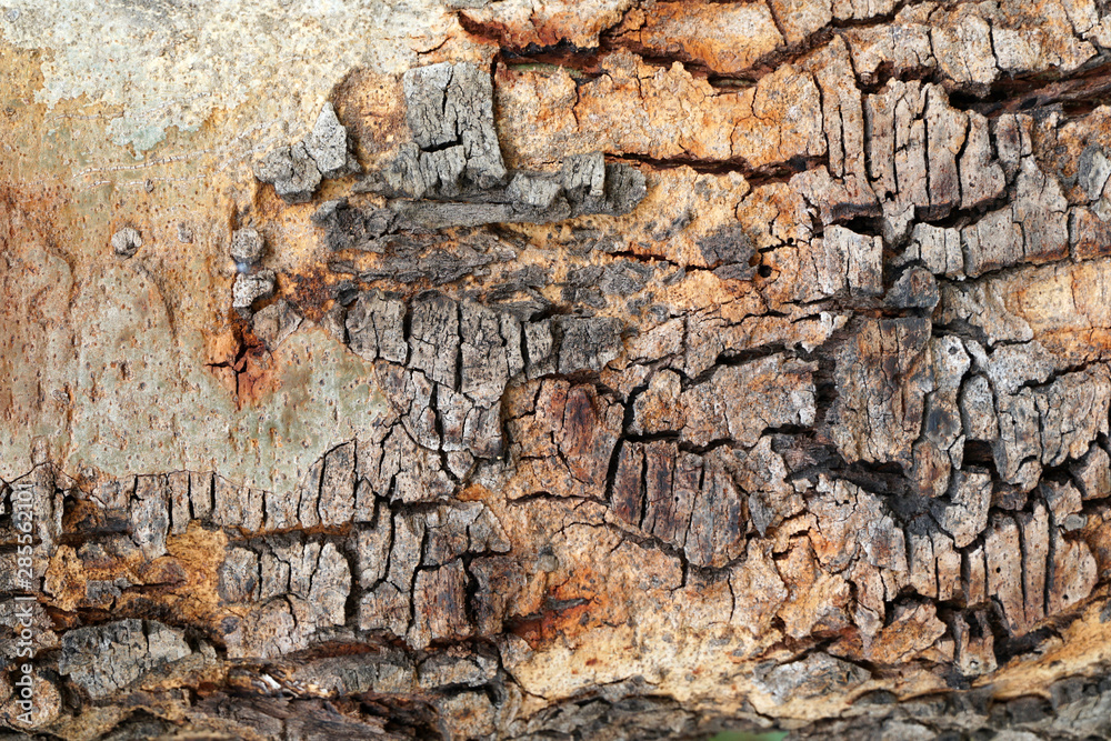 Fototapeta premium Nature Wood Texture for Background.
