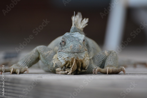 iguana