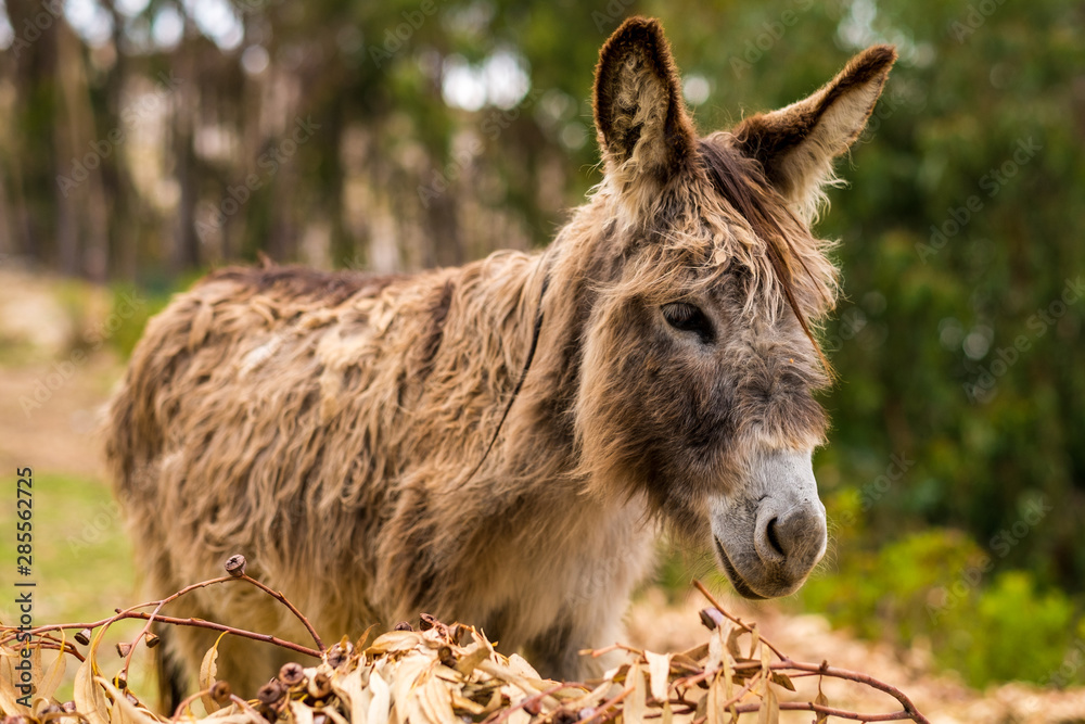Bolivia, Isla del Sol. Donkey Standing on Dead Leaves with Trees in Background. Bolivia, Isla del Sol. Donkey Standing on Dead Leaves with Trees in Background.