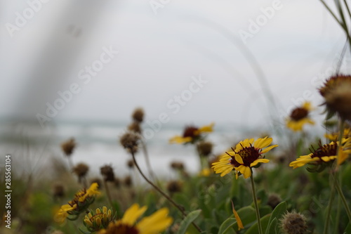 flowers being blown by the wind, facing the sea