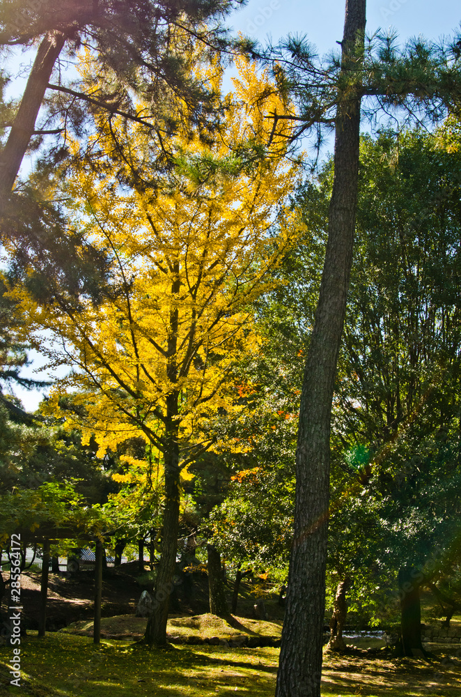 Colored leaves of Nara-koen Park.