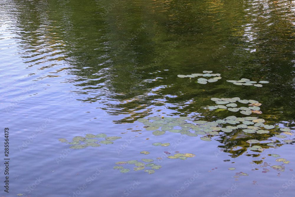 Lily Pads on a Lake Lily Pads on a Lake