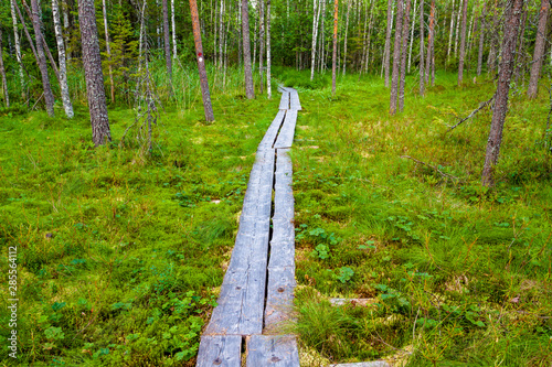 Wooden path over swamp in Pyha-Hakki national park, Finland photo