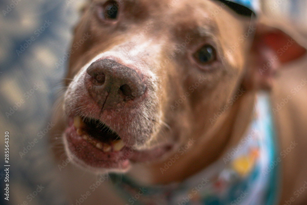 Birthday Boy Pit Bull Dog 